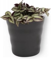 Kamerplant Tradescantia Violett Hill - ↕ ± 20cm - Ø 12cm - in zwarte pot