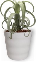 Kamerplant Tillandsia Curly Slim - Luchtplant - ± 35cm hoog - 12cm diameter - in koper kleurige pot