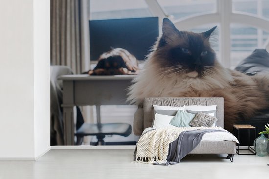 Un chat Ragdoll au repos papier peint photo vinyle largeur 450 cm x hauteur 300 cm - Tirage photo sur papier peint (disponible en 7 tailles)