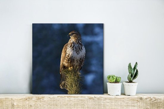 Une buse est assise sur une branche de pin et donne sur les paysages du Tyrol Toile 20x20 cm - petit - Tirage photo sur toile (Décoration murale salon / chambre)
