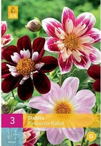 X 3 DAHLIA FAVOURITE BALLET I