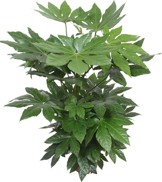 Bol Com Fatsia Japonica Vingerplant 85 95cm O 24cm