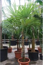 Chrysophila warscewiczi - Oerwoud palm 290-300cm