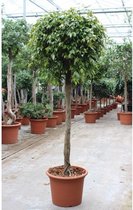 Ficus benjamina 'Foliole' 240-250cm