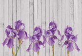 Fotobehang - Vlies Behang - Iris Bloemen op Houten Planken - 368 x 254 cm