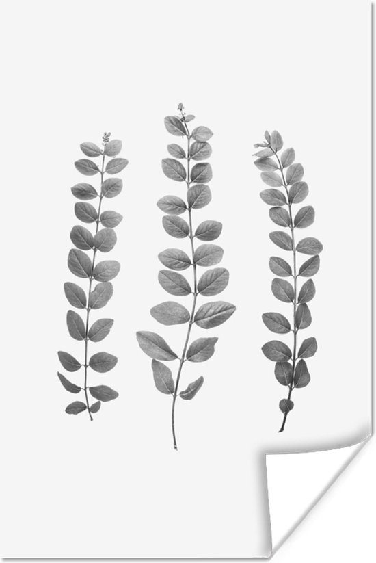 Plantes - Feuilles - Nature - Wit