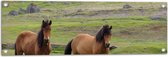 Tuinposter – Twee Bruine Wilde Paarden in de Bergen van IJsland - 90x30 cm Foto op Tuinposter (wanddecoratie voor buiten en binnen)