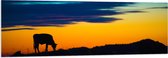 PVC Schuimplaat- Silhouet van Grazende Koe in de Avondzon - 150x50 cm Foto op PVC Schuimplaat