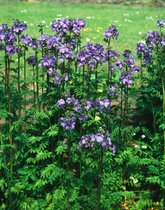 3 stuks | Polemonium caeruleum P11 cm