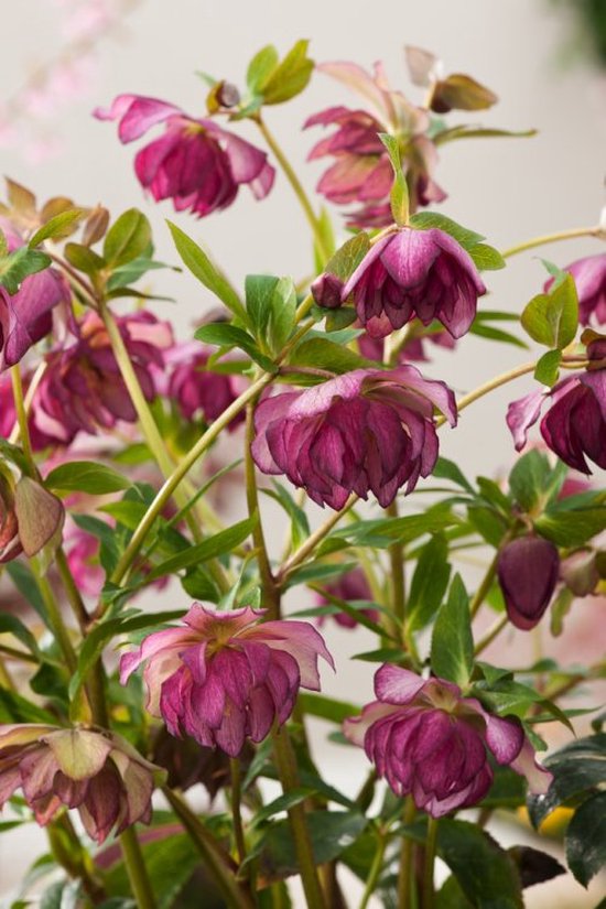 3 stuk(s) | Helleborus Orientalis