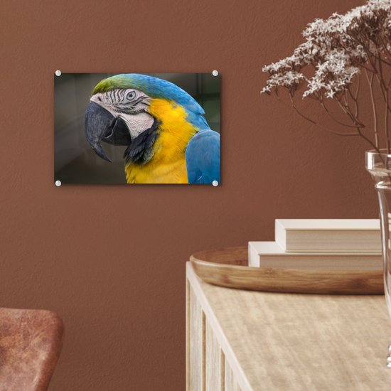Tirage photo ara bleu et jaune sur Verre 30x20 cm - petit - Tirage photo sur verre (décoration murale en plexiglas)