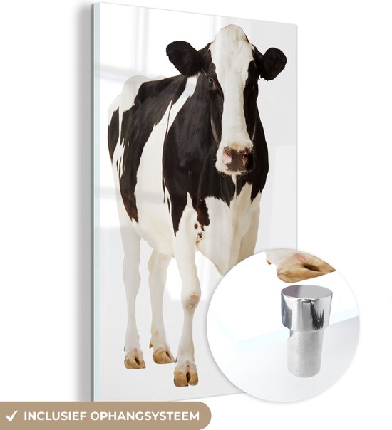 Portrait photo d'une vache frisonne sur fond blanc Plexiglas 60x90 cm - Tirage photo sur Glas (décoration murale en plexiglas)