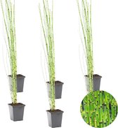 6x Equisetum Japonicum – Japanse Holpijp – Vijverplant – Onderhoudsvriendelijk – ⌀9 cm - 20-30 cm
