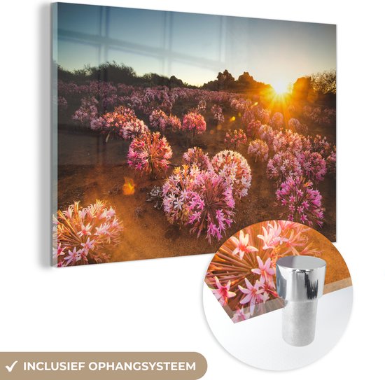 MuchoWow® Glasschilderij 120x80 cm - Schilderij acrylglas - Veld roze bloemen bij zonsondergang - Foto op glas - Schilderijen