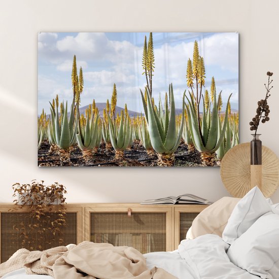 MuchoWow® Peinture sur verre 120x80 cm - Peinture sur verre acrylique - Plantes médicinales d'aloe vera sur Fuerteventura - Photo sur verre - Peintures