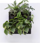 LivePicture GO - Levend Planten Schilderij - 51x51cm - Wit