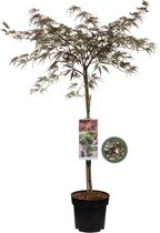 Japanse Esdoorn Rood op stam - Acer Palmatum 'Inabe-Shidare' - Totale hoogte 85cm