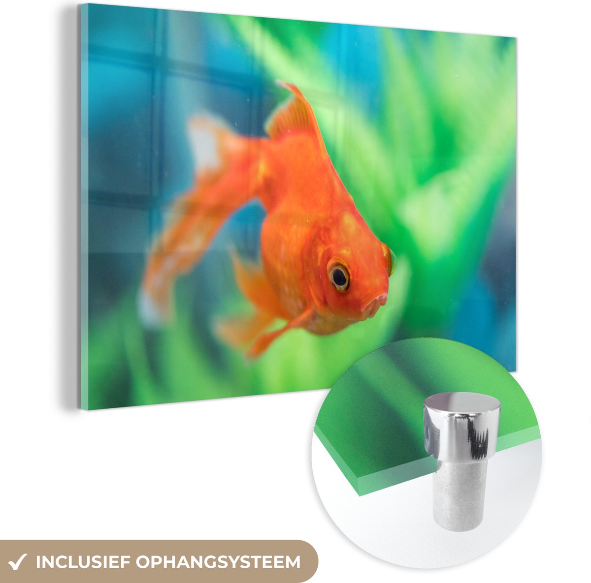 ® Glasschilderij 30x20 cm - Schilderij acrylglas - Goudvis in zoetwateraquarium - Foto op glas - Muurdecoratie woonkamer - Wanddecoratie slaapkamer - Schilderijen