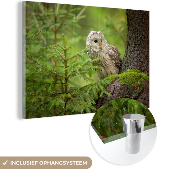 MuchoWow® Glasschilderij 60x40 cm - Schilderij acrylglas - Uil zit op een boom - Foto op glas - Schilderijen