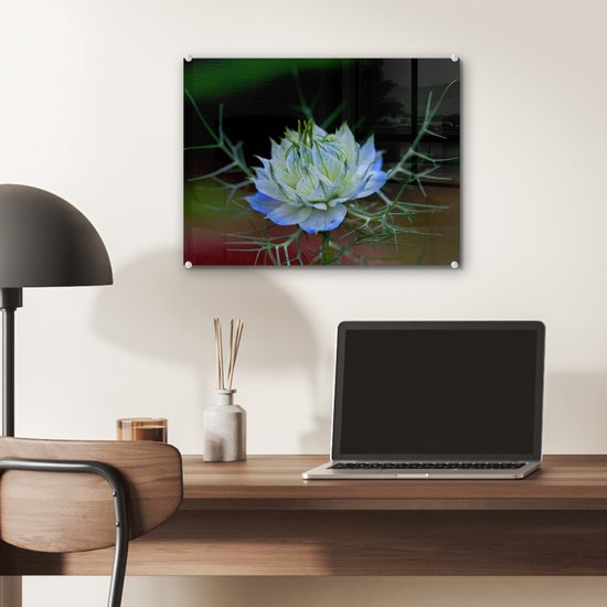Gros plan d'une nigelle bleu vif Plexiglas 40x30 cm - petit - Tirage photo sur Glas (décoration murale plexiglas)