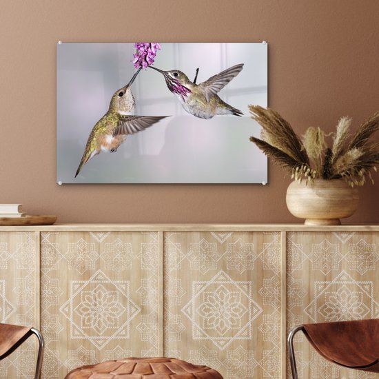 Un mâle et une femelle colibri calliope Plexiglas 60x40 cm - Tirage photo sur Glas (décoration murale plexiglas)