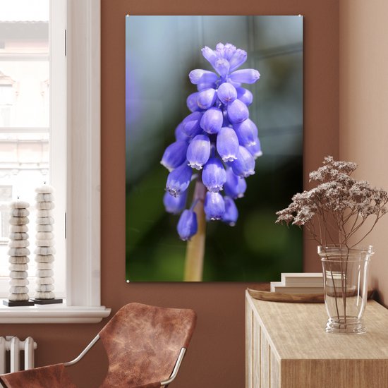 Jacinthe de raisin commun par une journée ensoleillée Plexiglas 60x90 cm - Tirage photo sur Glas (décoration murale en plexiglas)