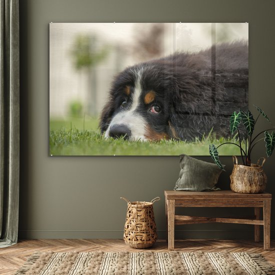 Berner couché sur la pelouse verte Plexiglas 180x120 cm - Tirage photo sur Glas (décoration murale plexiglas) XXL / Groot format!