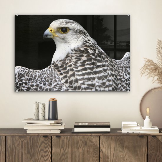 Fascinant gyr faucon regarde par-dessus son épaule Plexiglas 60x40 cm - Tirage photo sur Glas (décoration murale en plexiglas)