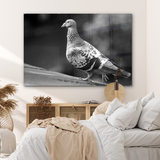 MuchoWow® Peinture sur Verre - Pigeon sur un toit - noir et blanc - 180x120 cm - Peintures sur Verre Acrylique - Photo sur Glas