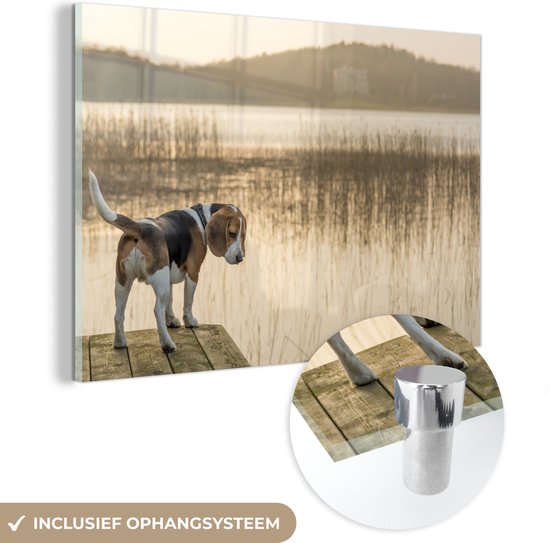 MuchoWow® Glasschilderij 120x80 cm - Schilderij acrylglas - Beagle bij een meer - Foto op glas - Schilderijen