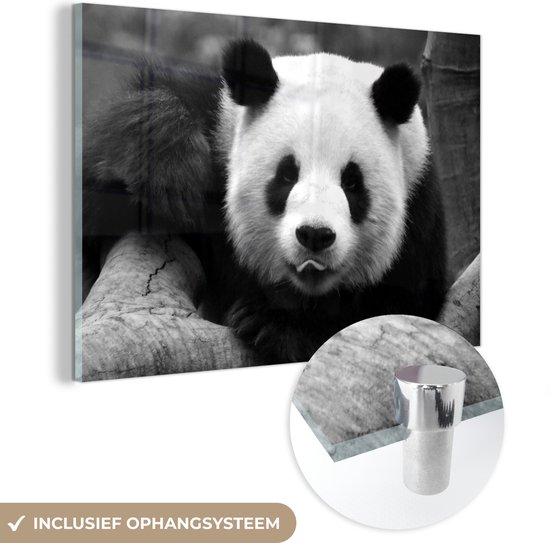 MuchoWow® Glasschilderij 150x100 cm - Schilderij acrylglas - Panda met een uitgestoken tong - zwart wit - Foto op glas - Schilderijen