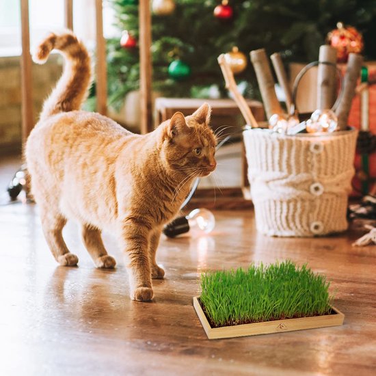 Zo hou je katten uit een bloempot of plantenbak | Tuin en Balkon