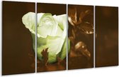 Peinture sur verre fleur | Blanc, marron, vert | 160x80cm 4 Liège | Tirage photo sur verre |  F002582