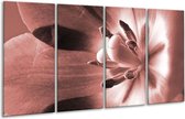 GroepArt - Glasschilderij - Bloem - Bruin, Rood - 160x80cm 4Luik - Foto Op Glas - Geen Acrylglas Schilderij - 6000+ Glasschilderijen Collectie - Wanddecoratie