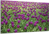 Peinture sur verre tulipes | Violet vert | 120x70cm 1Hatch | Tirage photo sur verre |  F002616