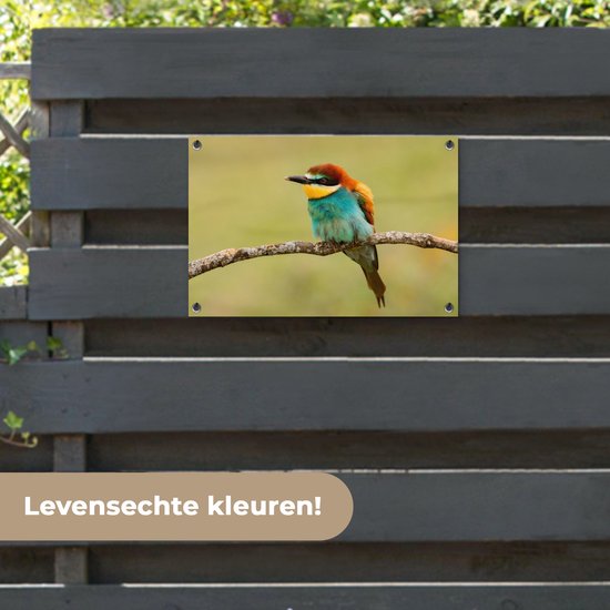 Affiche de Jardin Vogel - Guêpier - Animaux - 60x40 - Toile jardin - Affiche extérieure