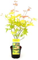 Hello Plants Acer Palmatum Orange Dream Japanse Esdoorn - Struik, Sierheester - Ø 13 cm - Hoogte: 25 cm