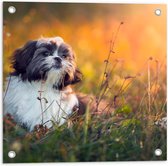 Tuinposter – Poserende Shih Tzu Puppy in het Gras tijdens Zonsondergang - 50x50 cm Foto op Tuinposter (wanddecoratie voor buiten en binnen)