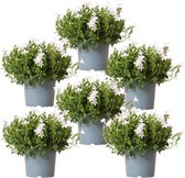 Campanula Addenda - Klokjesbloem wit potmaat 12cm - 1m2 bodembedekker - 6 stuks - Ambella white - tuinplanten - winterhard
