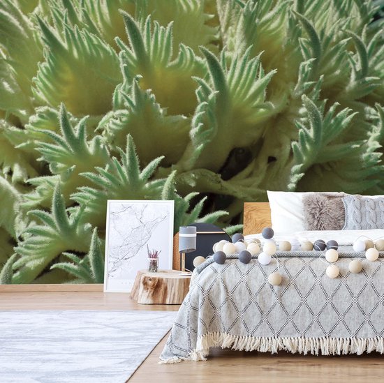Fotobehang - Vlies Behang - Groene Planten - 416 x 254 cm
