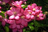 Fotobehang Flowers Natur Pink | XL - 208cm x 146cm | 130g/m2 Vlies