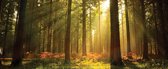 Papier peint Forêt Arbres Beam Light Nature | PANORAMIQUE - 250cm x 104cm | Polaire 130g / m2