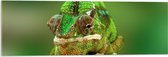 Acrylglas - Groene Kameleon Gekruld om Smalle Houten Tak - 90x30 cm Foto op Acrylglas (Met Ophangsysteem)