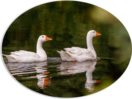 PVC Schuimplaat Ovaal - Duo Witte Ganzen met Oranje Snavels Dobberend op Kalm Water - 80x60 cm Foto op Ovaal (Met Ophangsysteem)