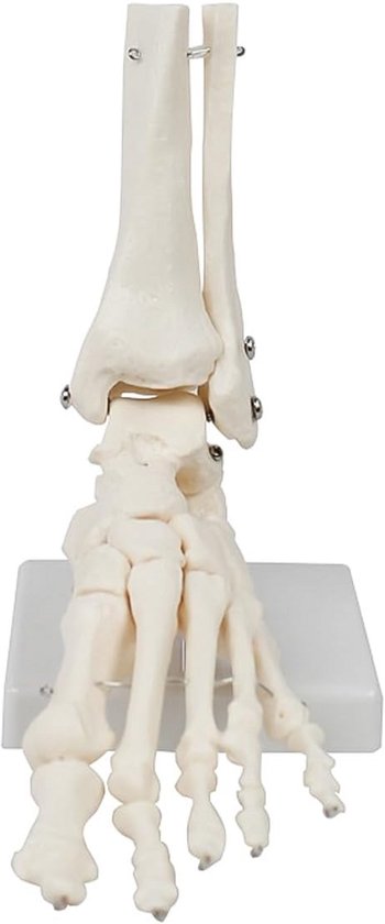 Anatomisch Model Voet & Enkelgewricht - Skeletmodel Linkervoet voor ...