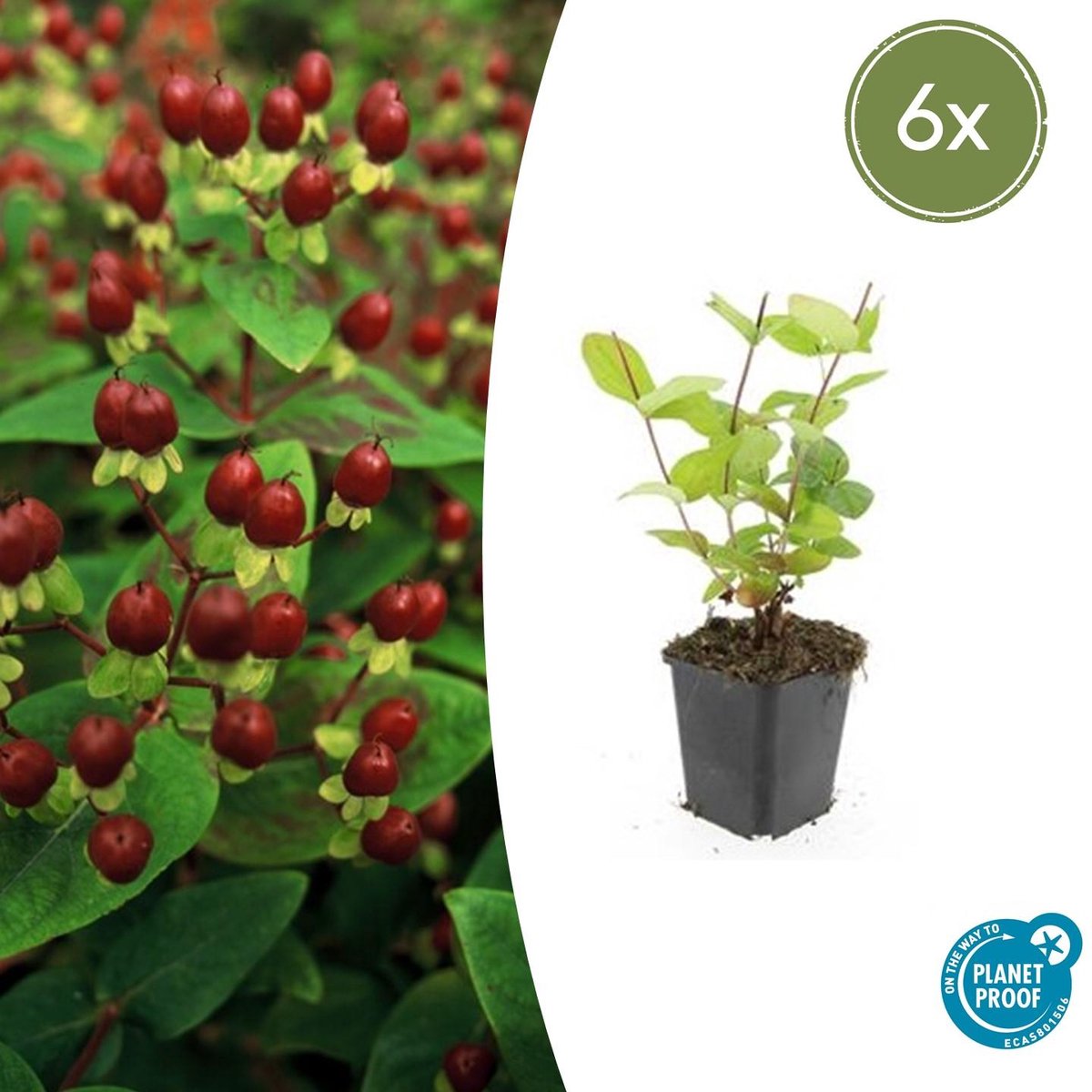 Trendyplants - Hypericum inodorum 'Beauty' - 6 stuks - Hertshooi - Winterhard - Hoogte 10-30 cm - Potmaat Ø9cm