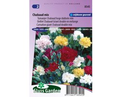 Sluis Garden - Tuinanjer, Anjer Chabaud Mix (Dianthus)