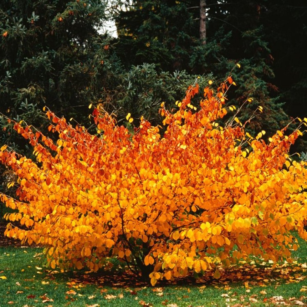 Plants Online BV - Planten - Tuinplanten - Heesters - Set van 1 - Toverhazelaar 'Pallida'