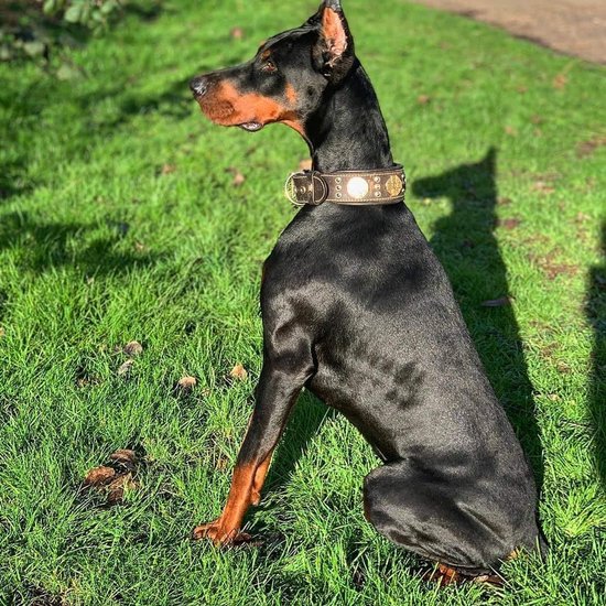 Leren Hondenhalsband Met Spikes – 2,5 Cm Breed, Zwart, Maat S (nek 15-20 Cm) Voor Kleine Rassen En Puppy’s
