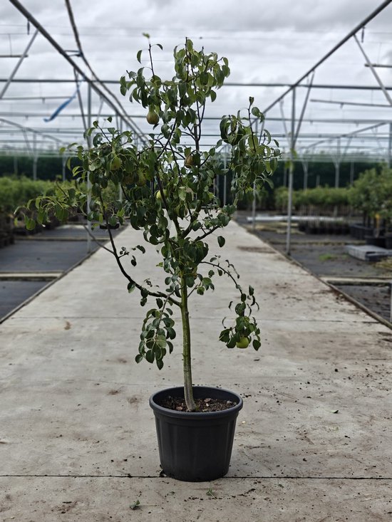Jonge perenboom met groene bladeren en enkele kleine groene peren, in een zwarte pot in een kas.